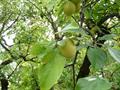 Greengage